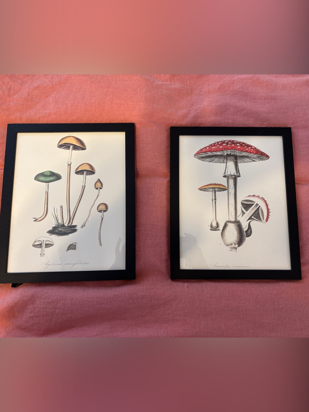 Framed Mushroom Botanical Art Prints - Black Frame, Red & Green Accents